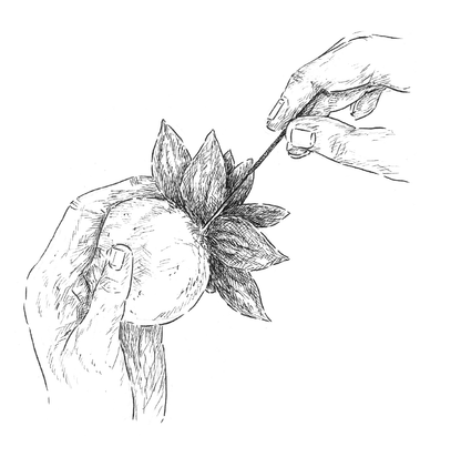 Needle Felting Kit - Succulent